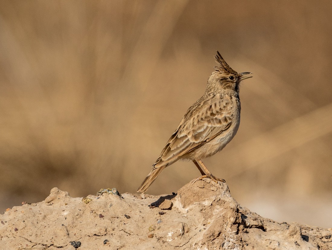 土生土长的《凤头百灵鸟》
