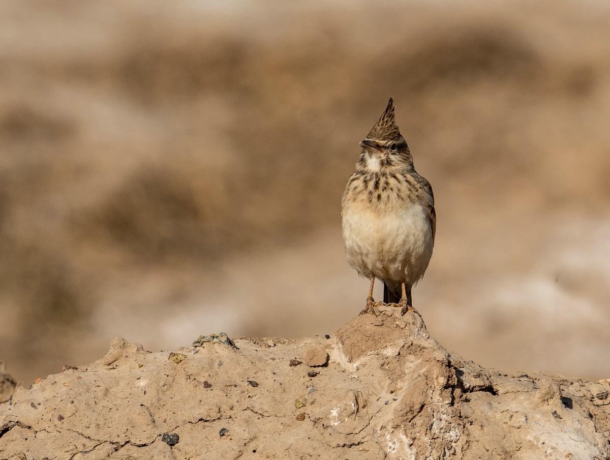 土生土长的《凤头百灵鸟》