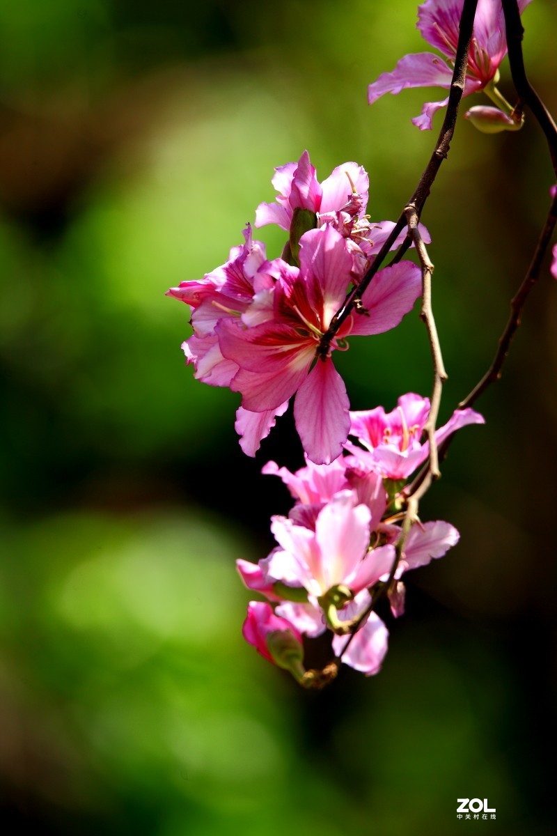 洋紫荆花(五)-中关村在线摄影论坛