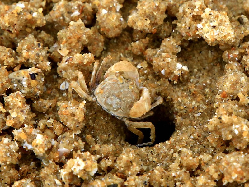 294【寿星老海南游摄日记】21.03.07长島兰湾：海边有千千万！