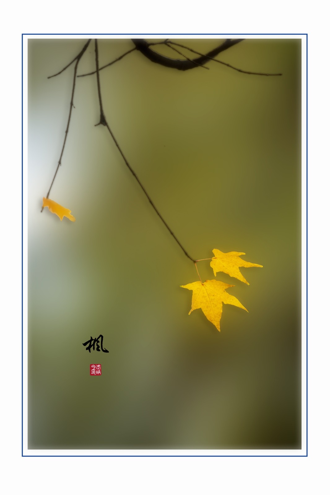 画意枫叶，摄于沈阳北陵公园