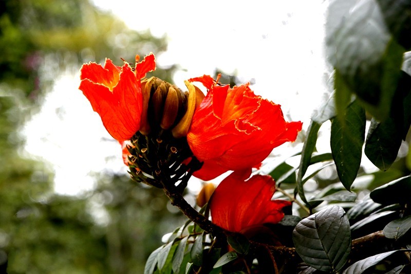 1450【不老松：海南游摄日记】21.03.28长島蓝湾美丽的火焰花！