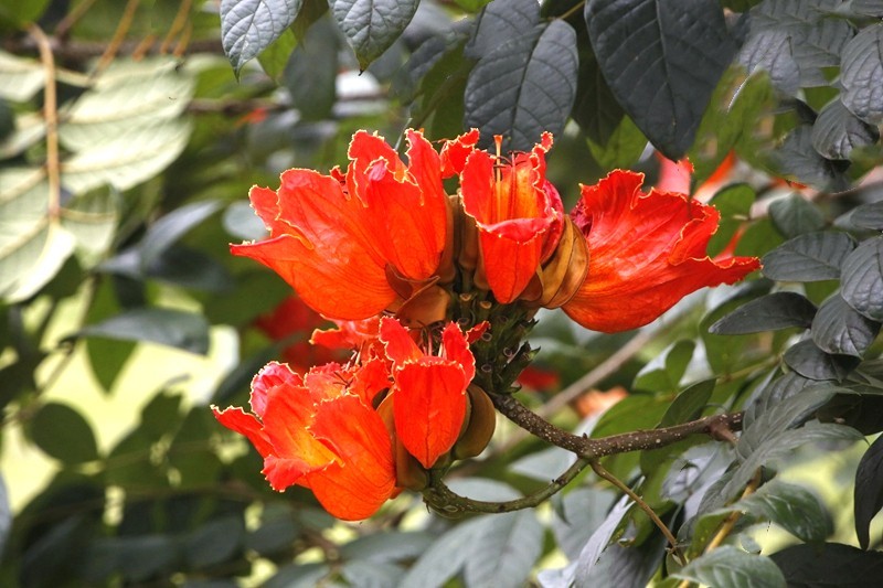 1450【不老松：海南游摄日记】21.03.28长島蓝湾美丽的火焰花！