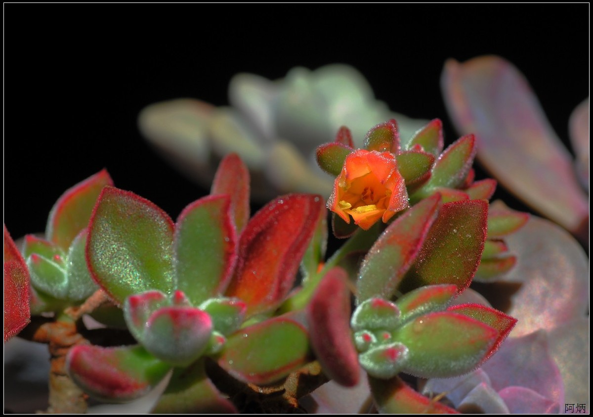 花卉练习（多肉）