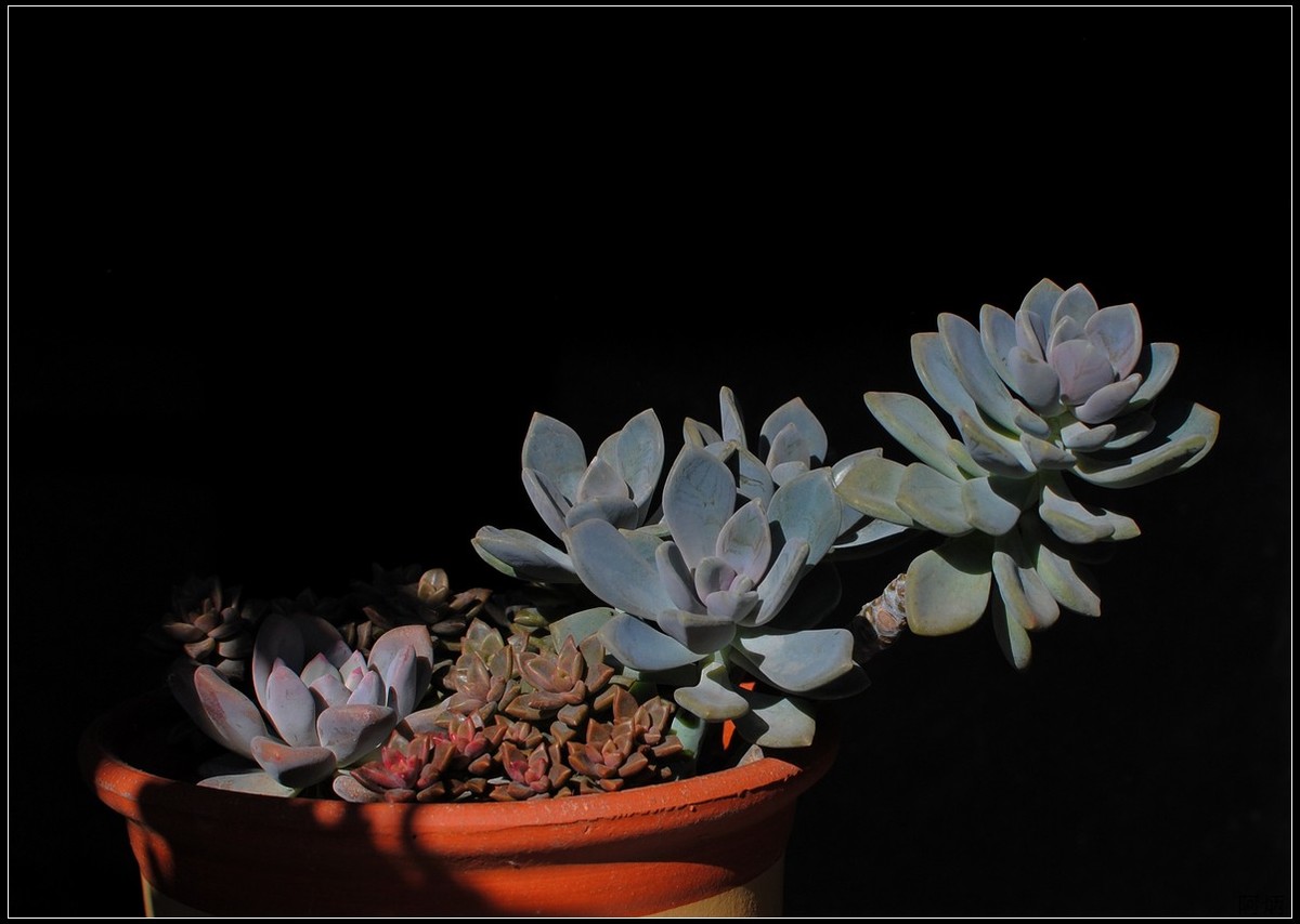 花卉练习（多肉）