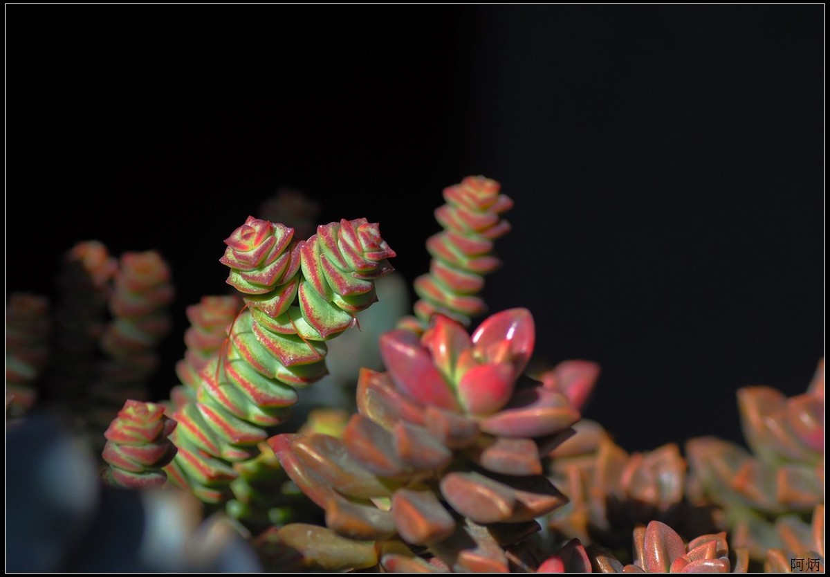 花卉练习（多肉）