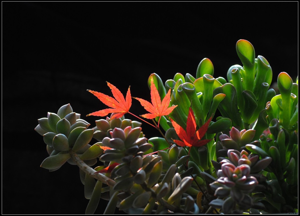 花卉练习（多肉）