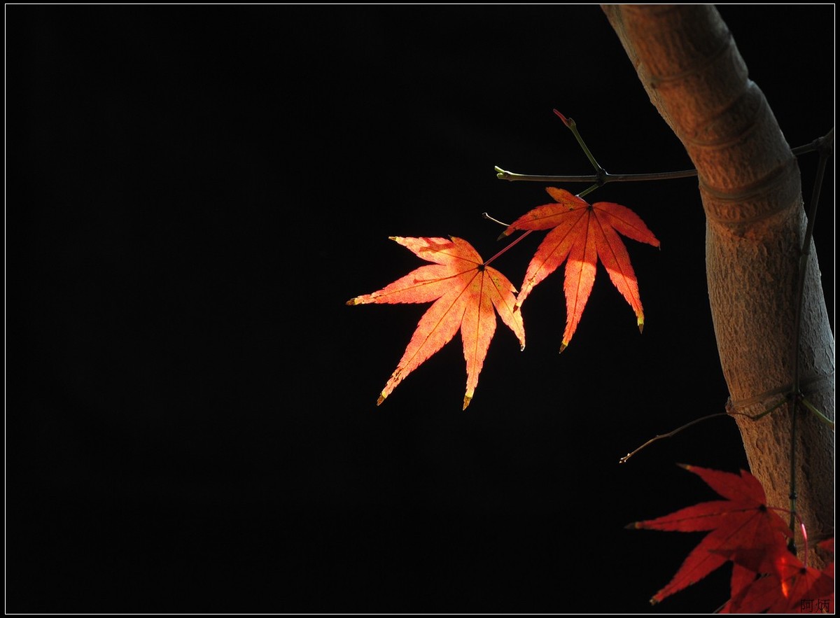 花卉练习（多肉）