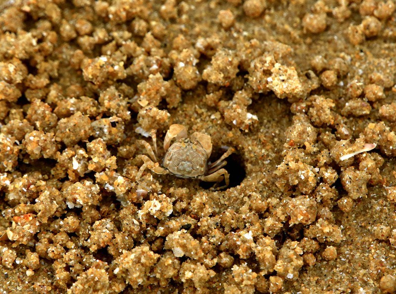 294【寿星老海南游摄日记】21.03.07长島兰湾：海边有千千万！