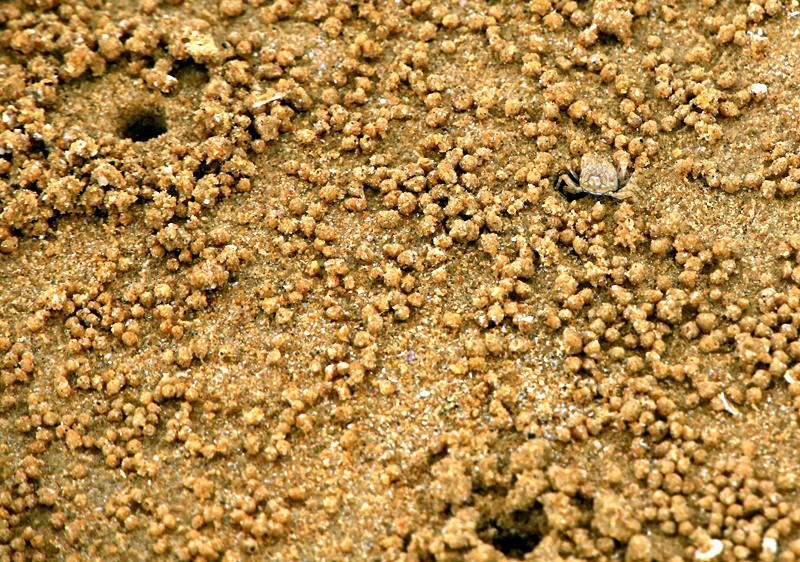 294【寿星老海南游摄日记】21.03.07长島兰湾：海边有千千万！