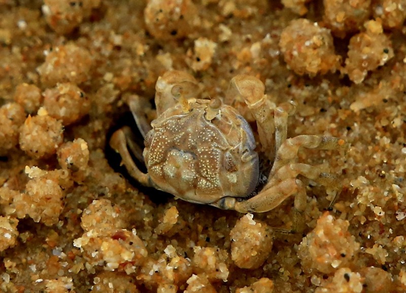 294【寿星老海南游摄日记】21.03.07长島兰湾：海边有千千万！