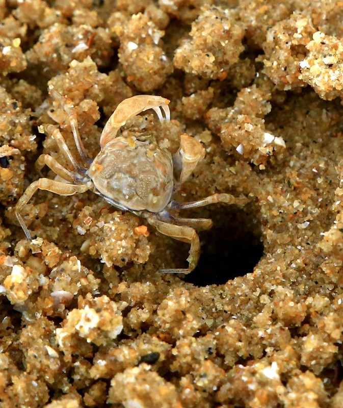 294【寿星老海南游摄日记】21.03.07长島兰湾：海边有千千万！