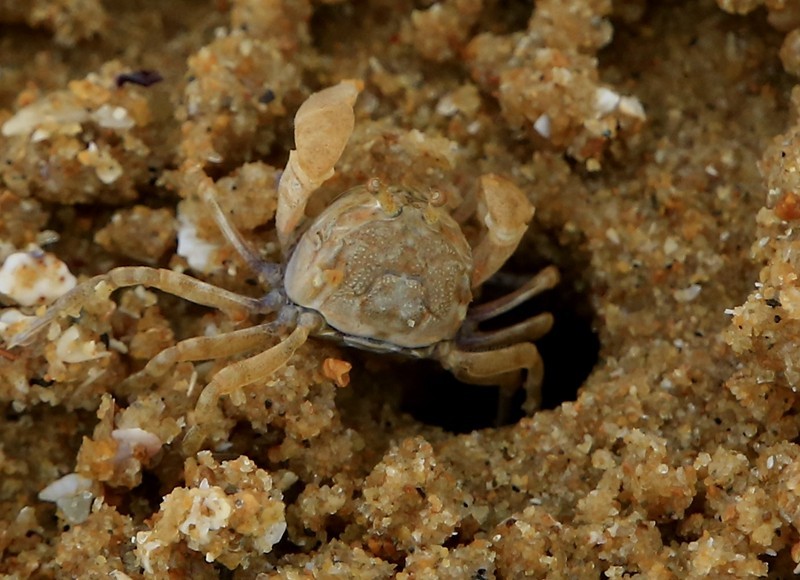 294【寿星老海南游摄日记】21.03.07长島兰湾：海边有千千万！