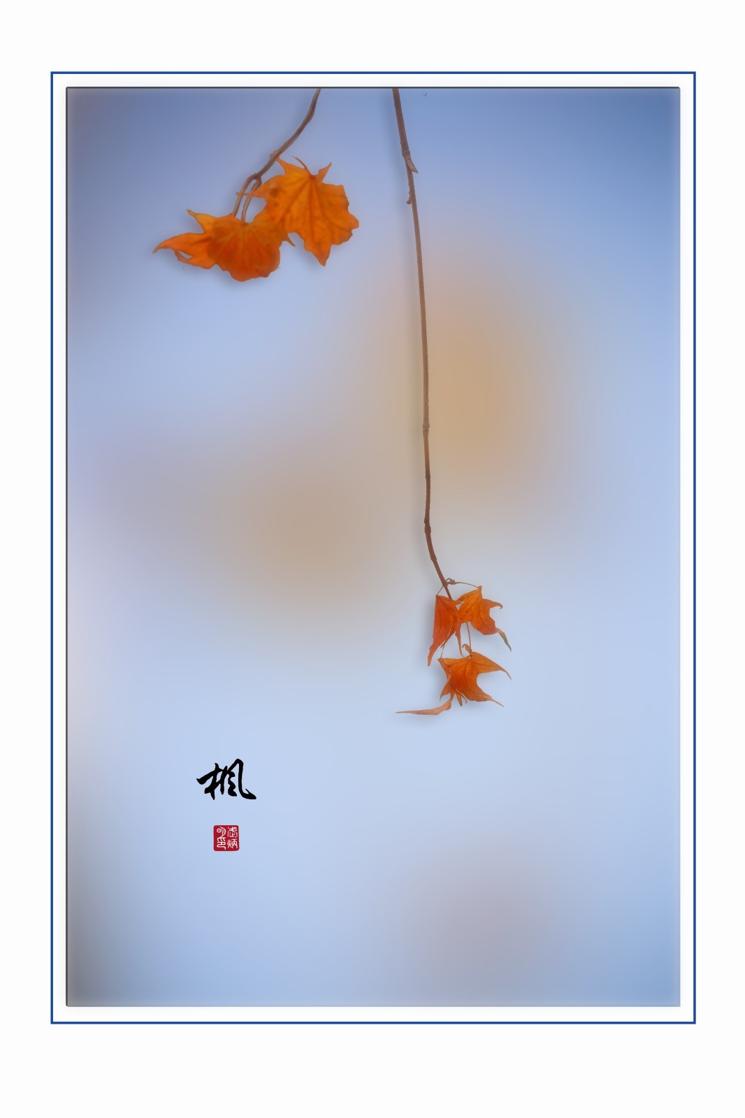 画意枫叶，摄于沈阳北陵公园