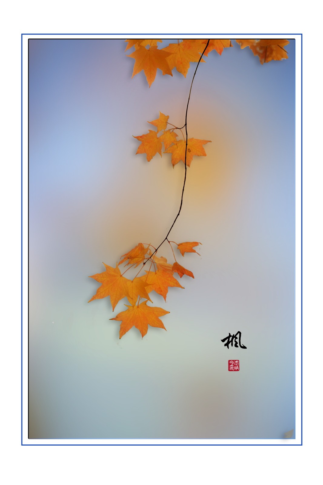 画意枫叶，摄于沈阳北陵公园