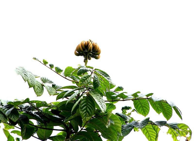 1450【不老松：海南游摄日记】21.03.28长島蓝湾美丽的火焰花！