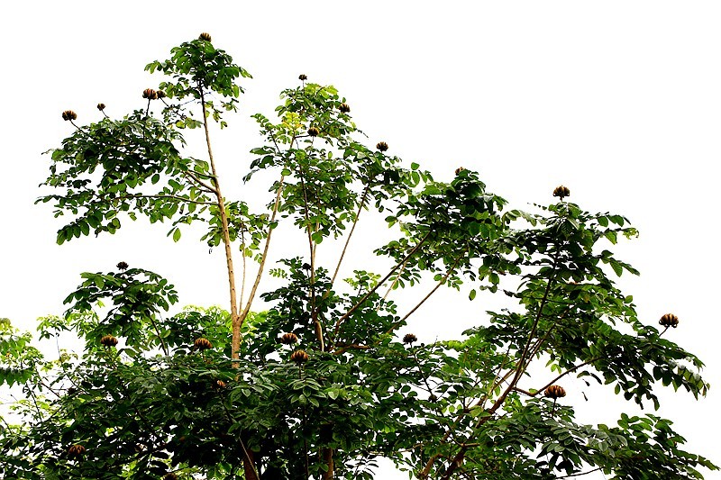 1450【不老松：海南游摄日记】21.03.28长島蓝湾美丽的火焰花！