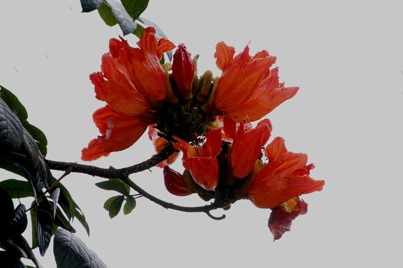 1450【不老松：海南游摄日记】21.03.28长島蓝湾美丽的火焰花！