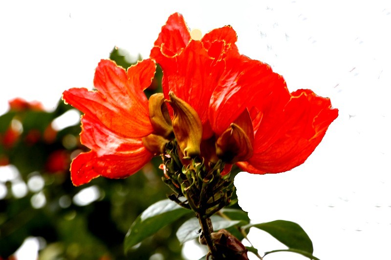 1450【不老松：海南游摄日记】21.03.28长島蓝湾美丽的火焰花！