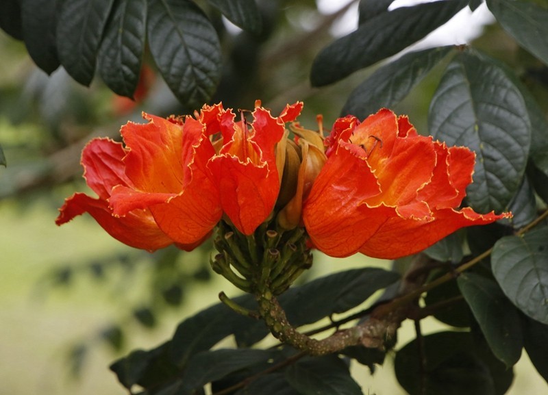 1450【不老松：海南游摄日记】21.03.28长島蓝湾美丽的火焰花！