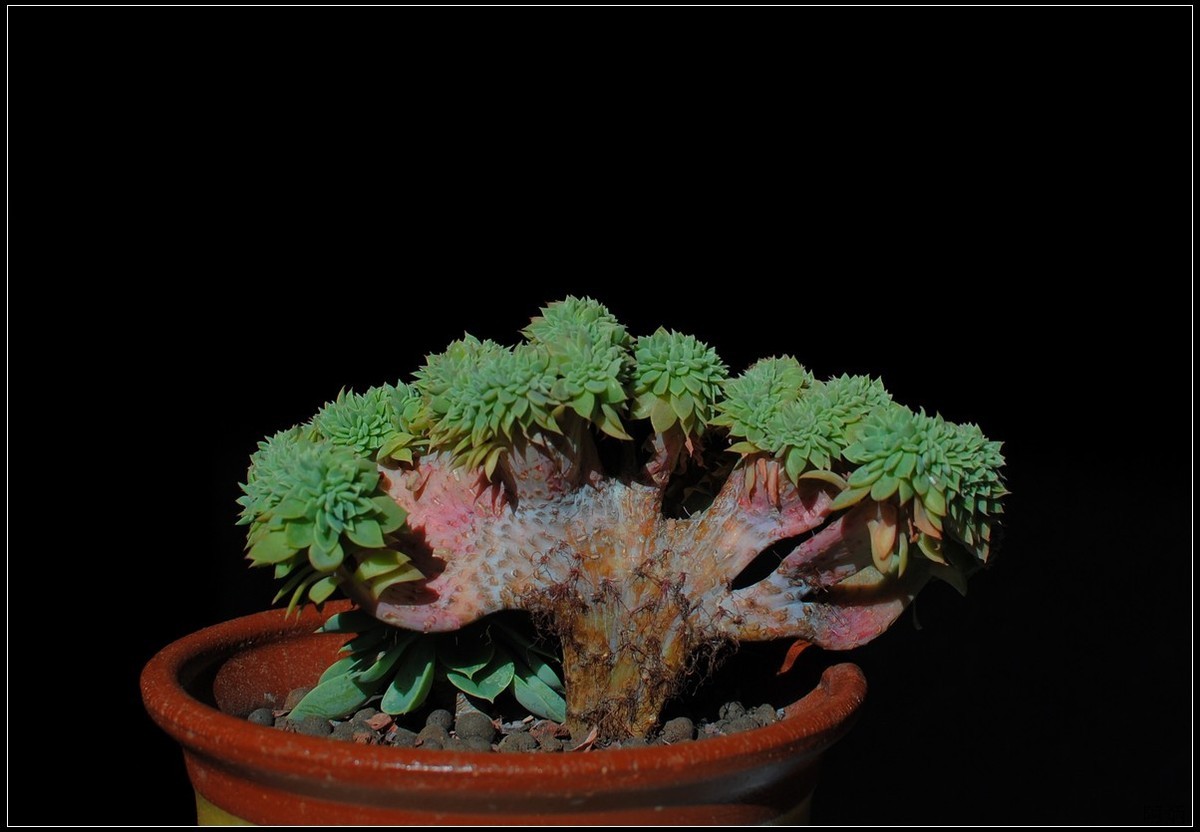 花卉练习（多肉）