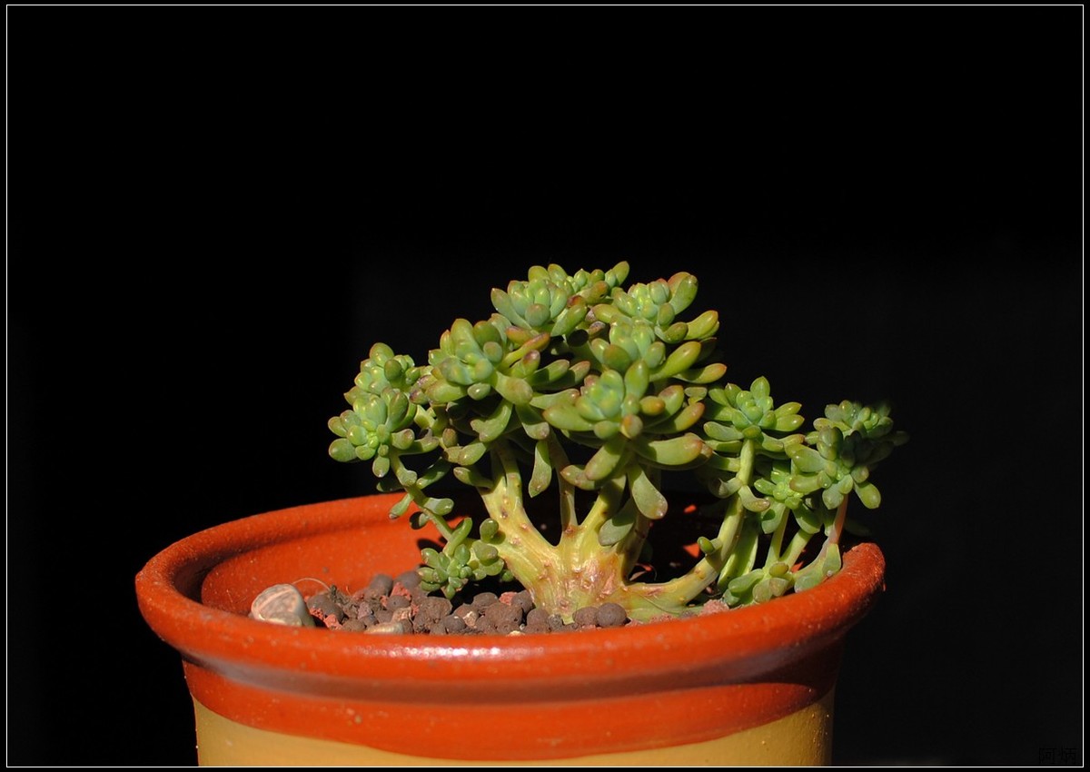 花卉练习（多肉）