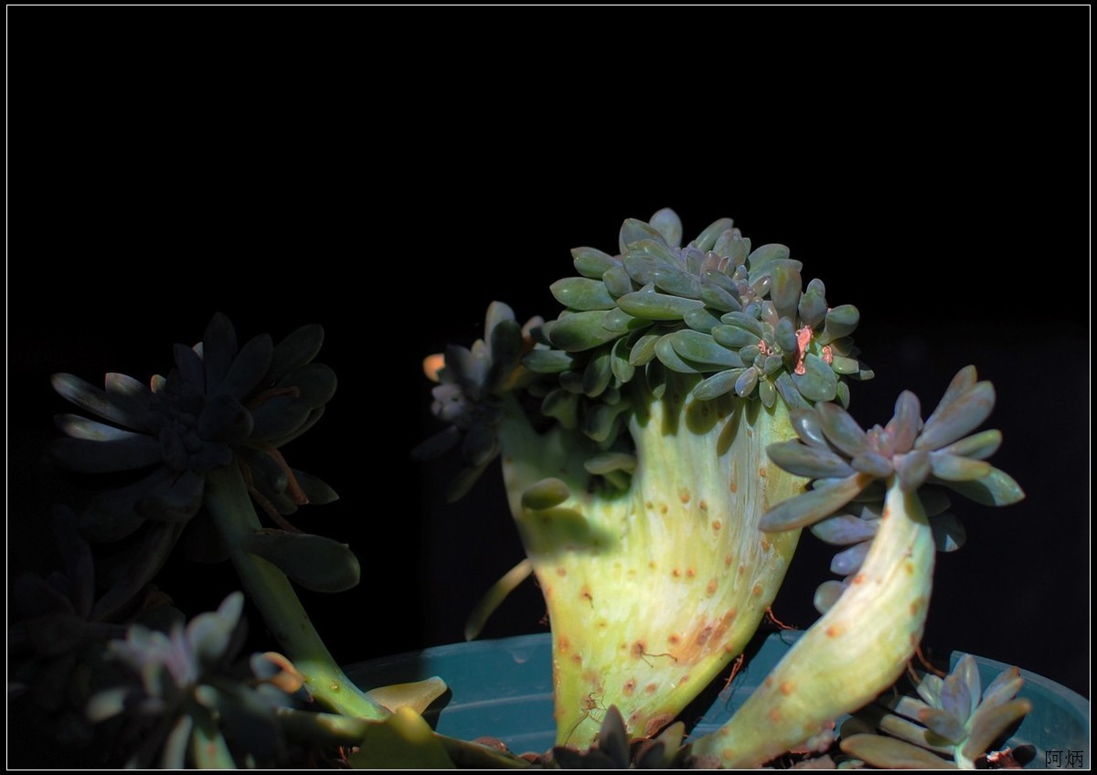 花卉练习（多肉）