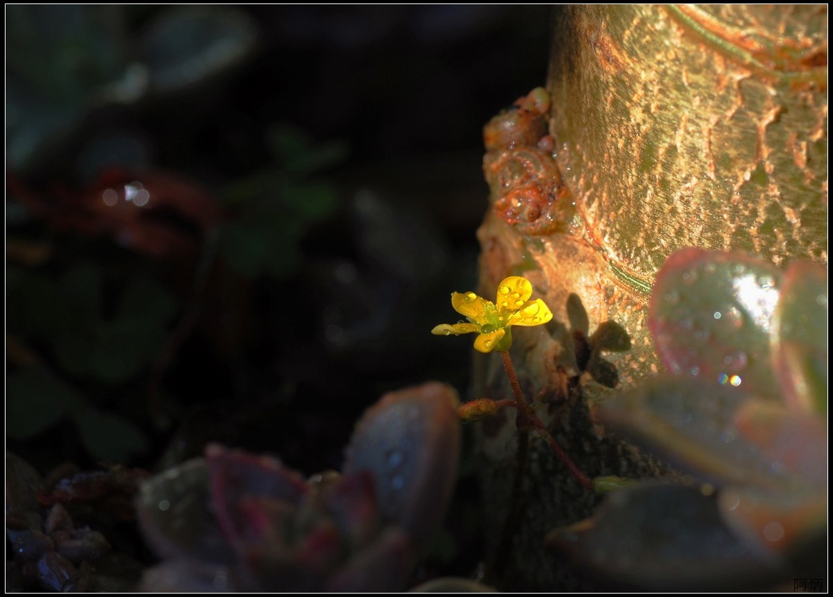 花卉练习（多肉）