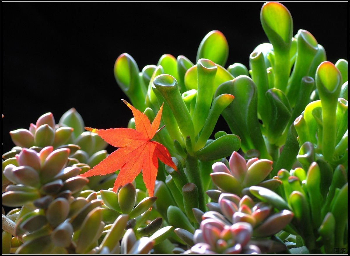 花卉练习（多肉）