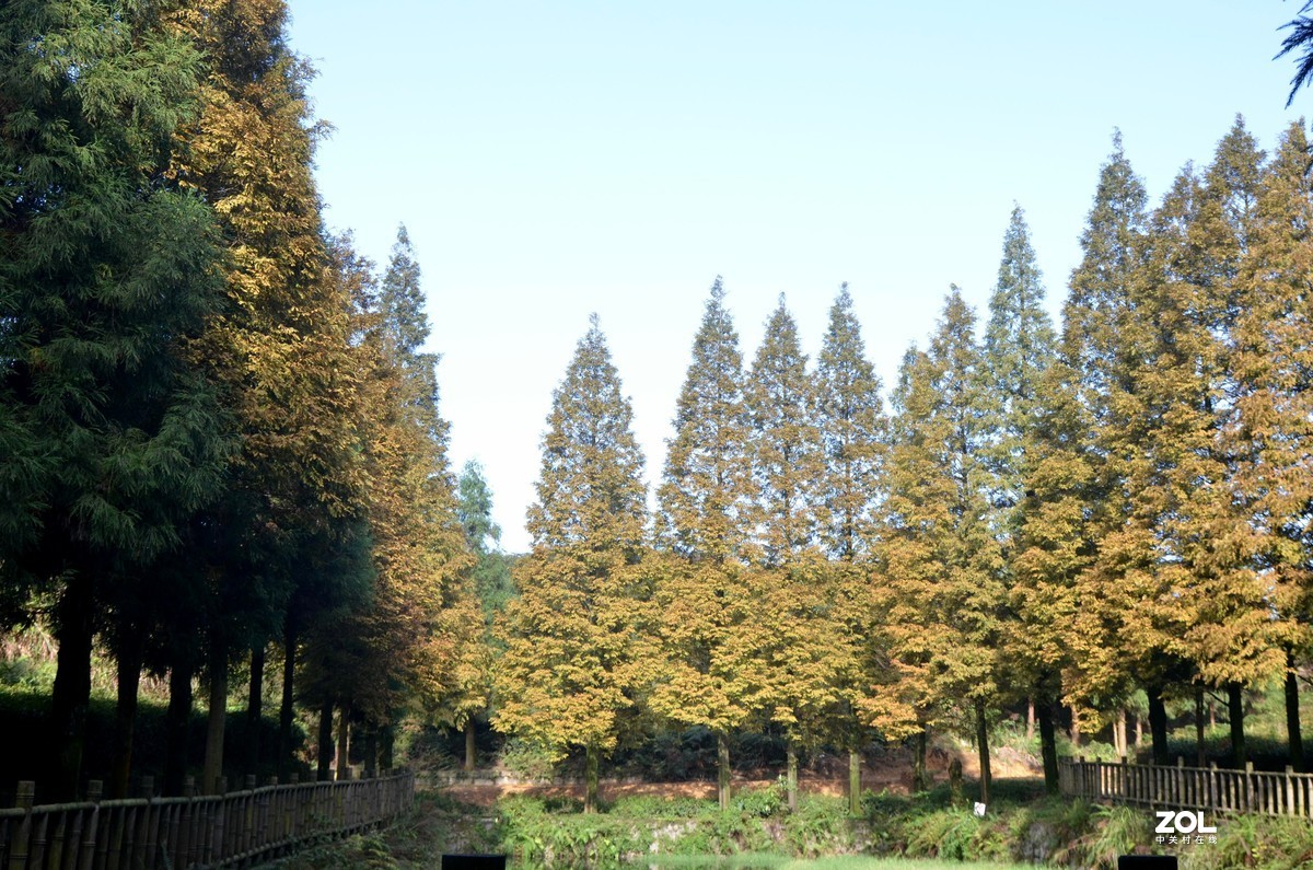 茶山竹海  带子山秋色