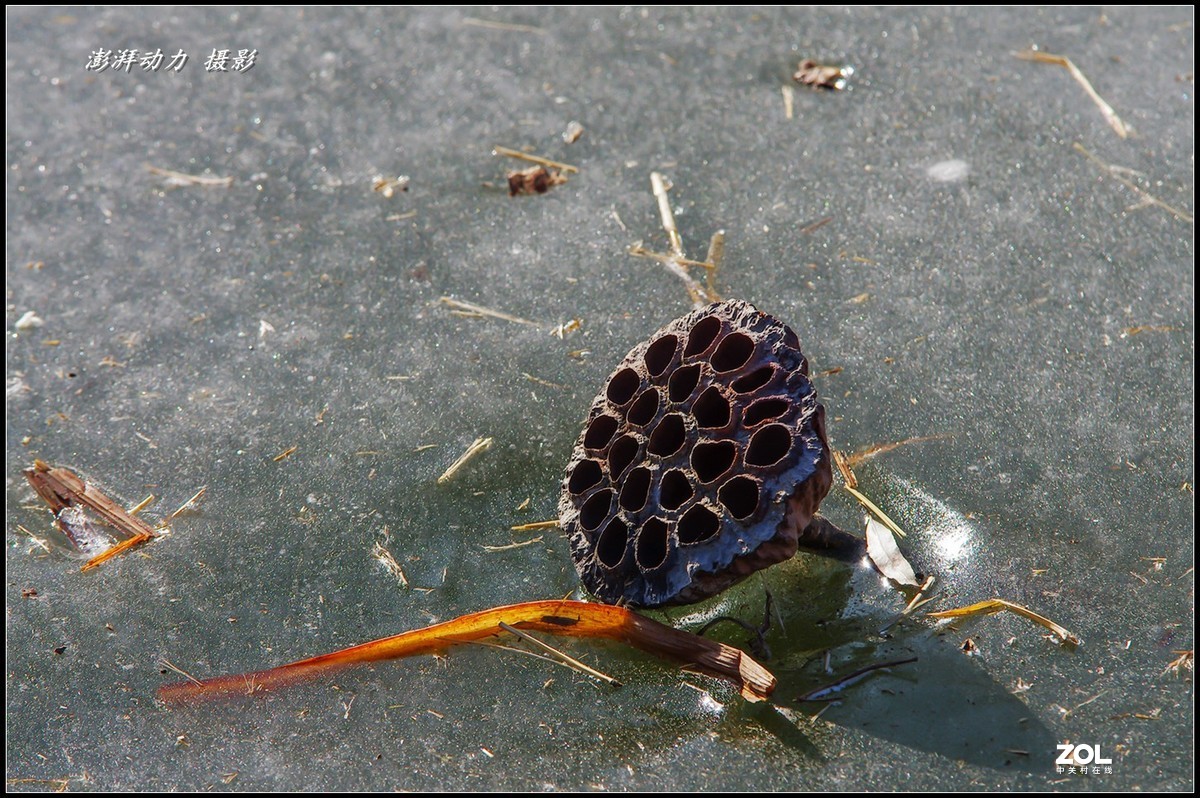 2020即将过去的圆明园之冬