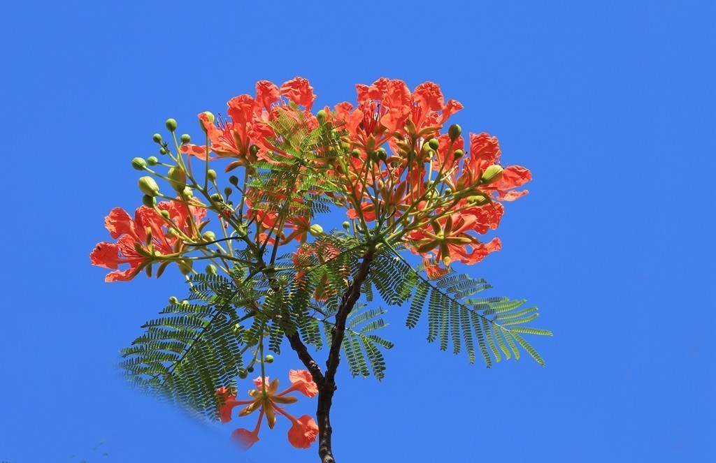 蓝天下的凤凰花