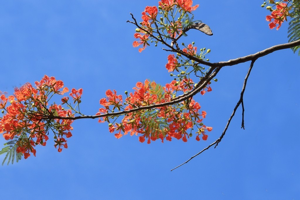 蓝天下的凤凰花