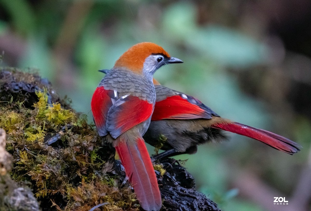 招人喜欢的《红尾噪鹛》