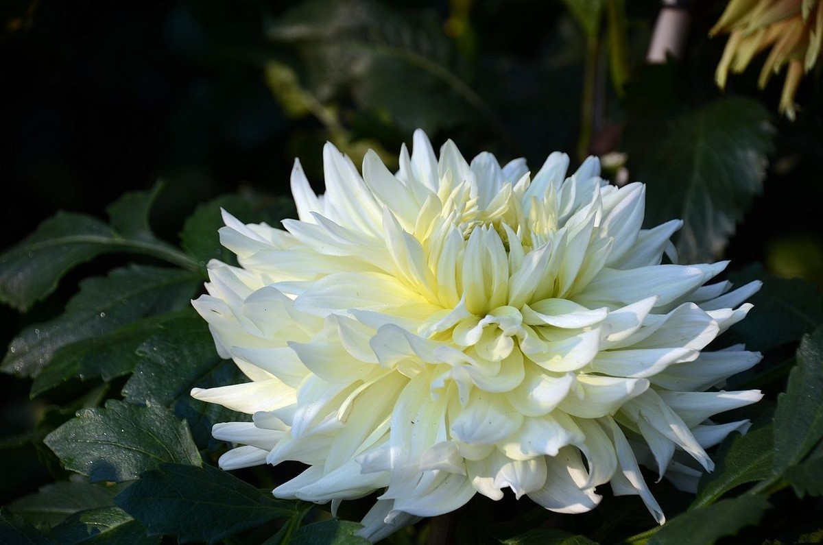 大 丽 花---祝朋友们国庆节快乐 ！