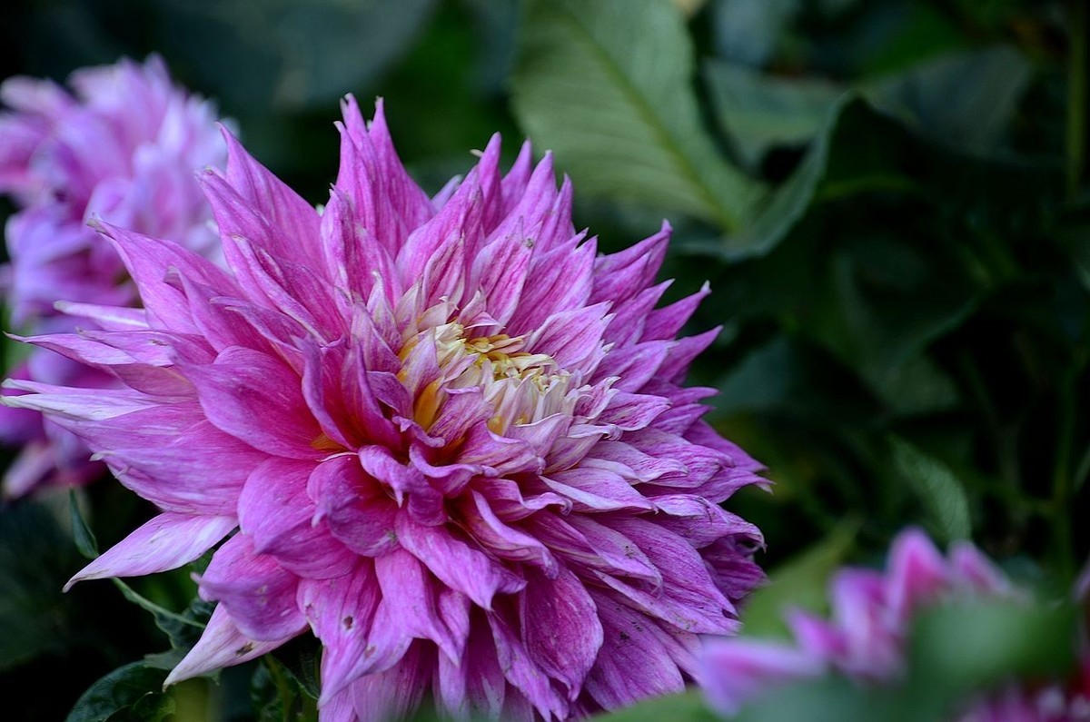 大 丽 花---祝朋友们国庆节快乐 ！