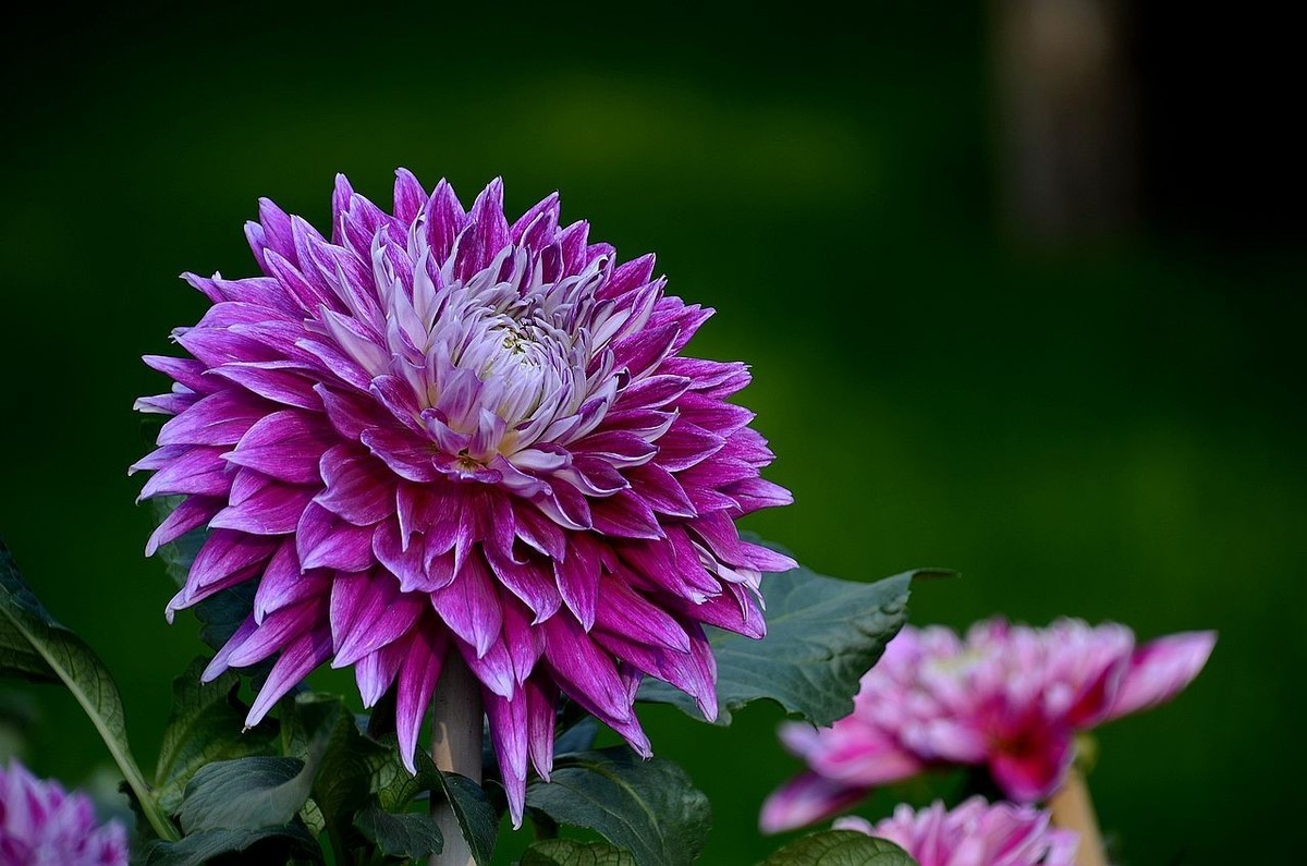 大 丽 花---祝朋友们国庆节快乐 ！