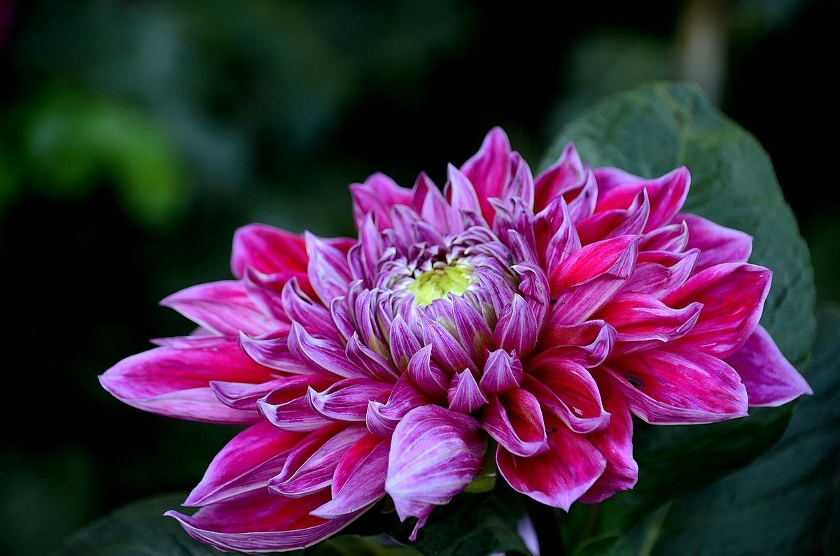 大 丽 花---祝朋友们国庆节快乐 ！