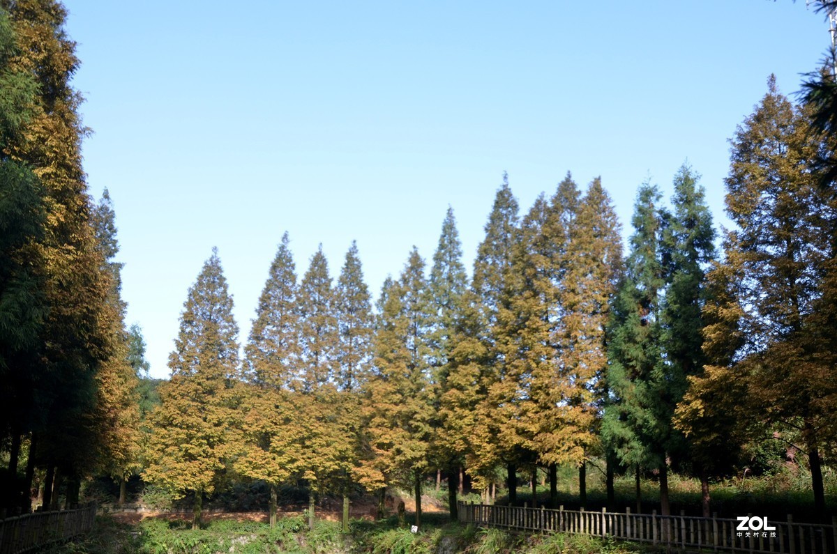 茶山竹海  带子山秋色