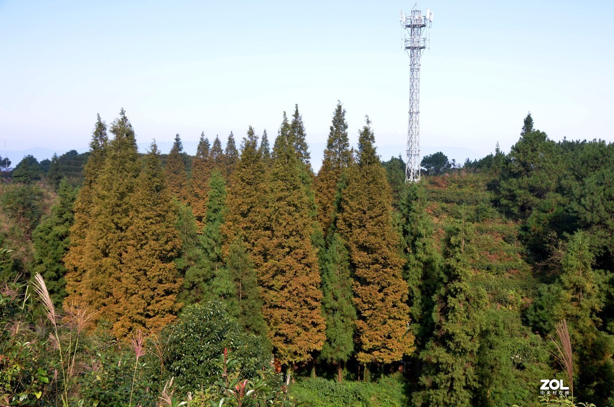 茶山竹海  带子山秋色