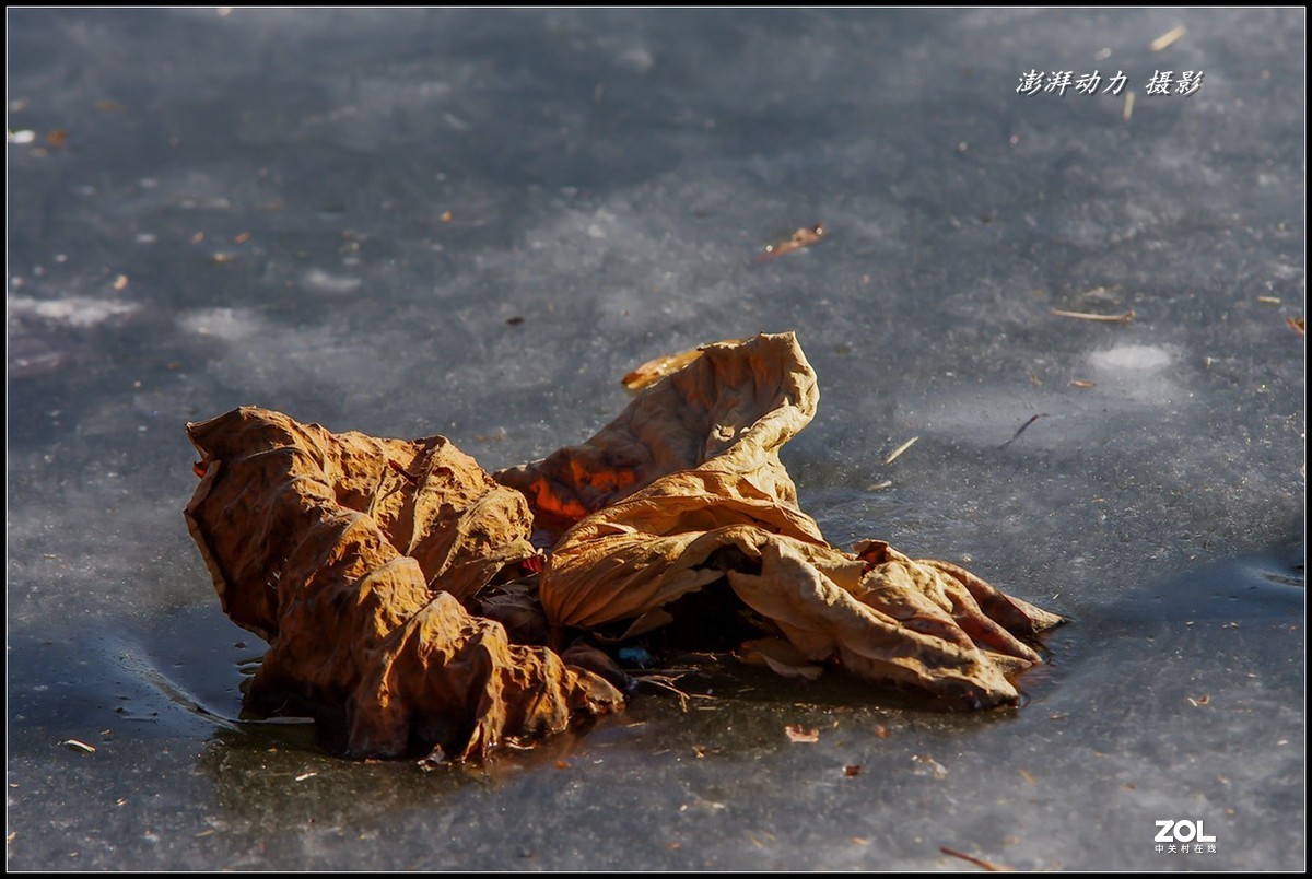 2020即将过去的圆明园之冬