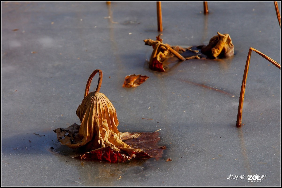 2020即将过去的圆明园之冬