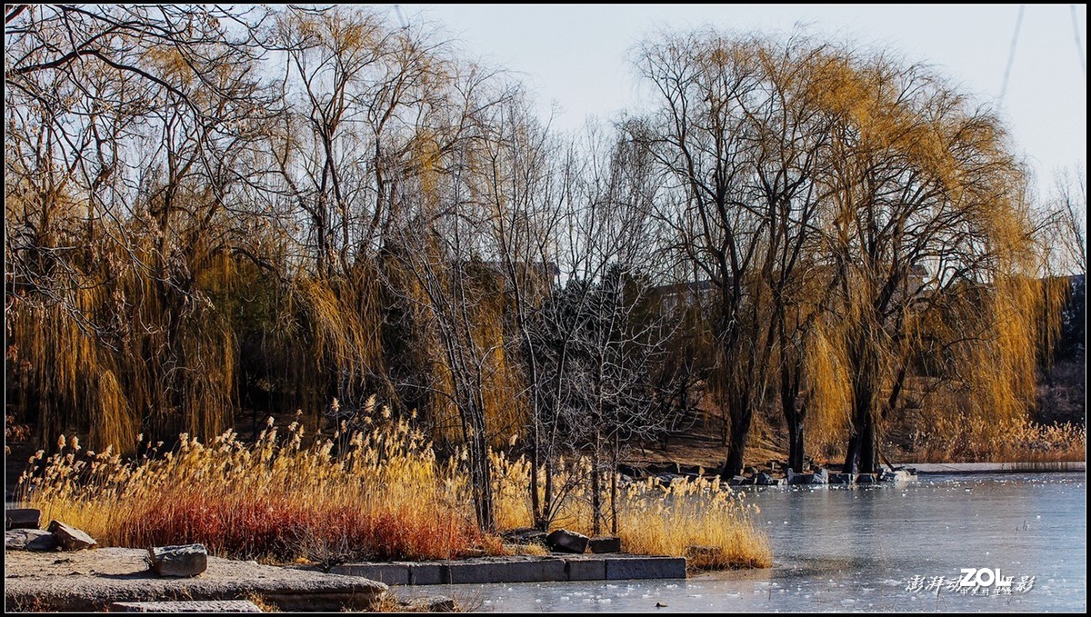 2020即将过去的圆明园之冬