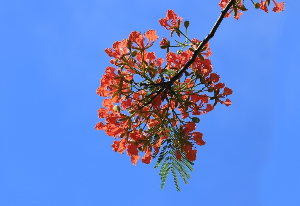 蓝天下的凤凰花