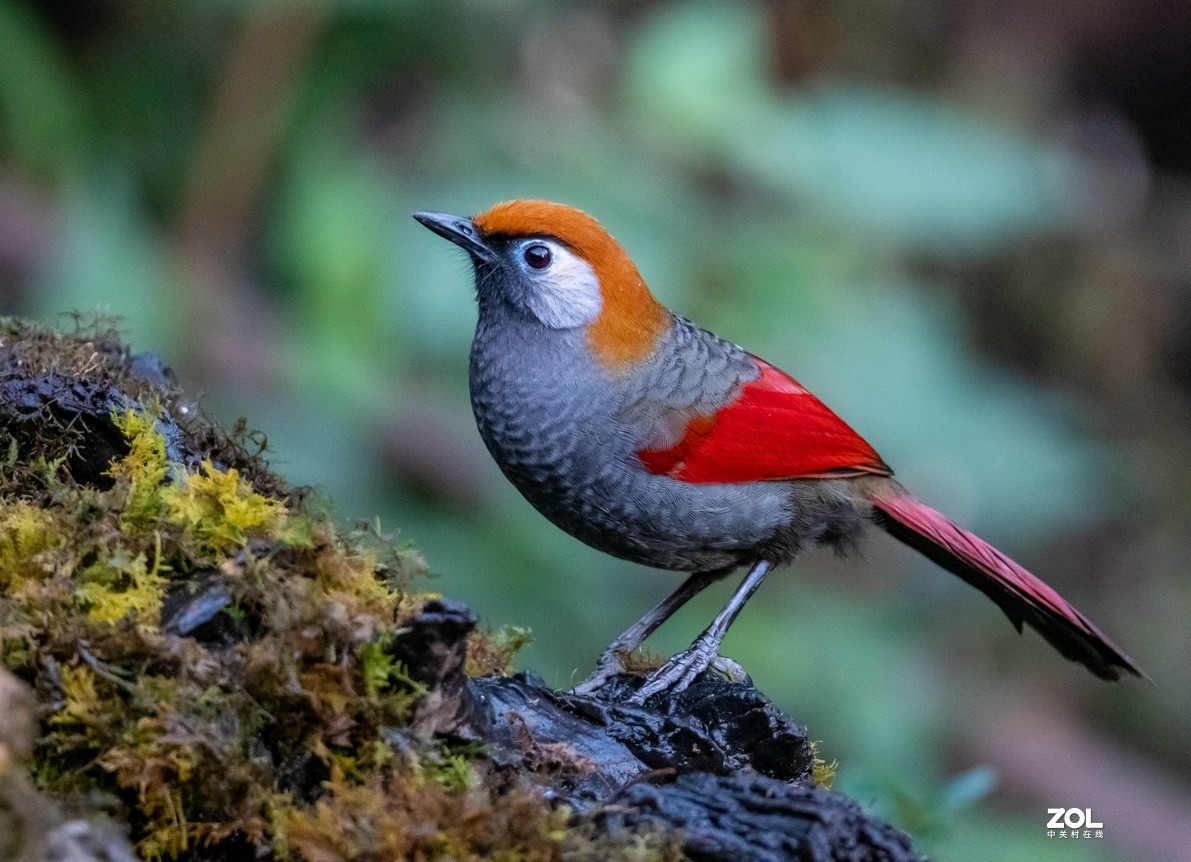 招人喜欢的《红尾噪鹛》