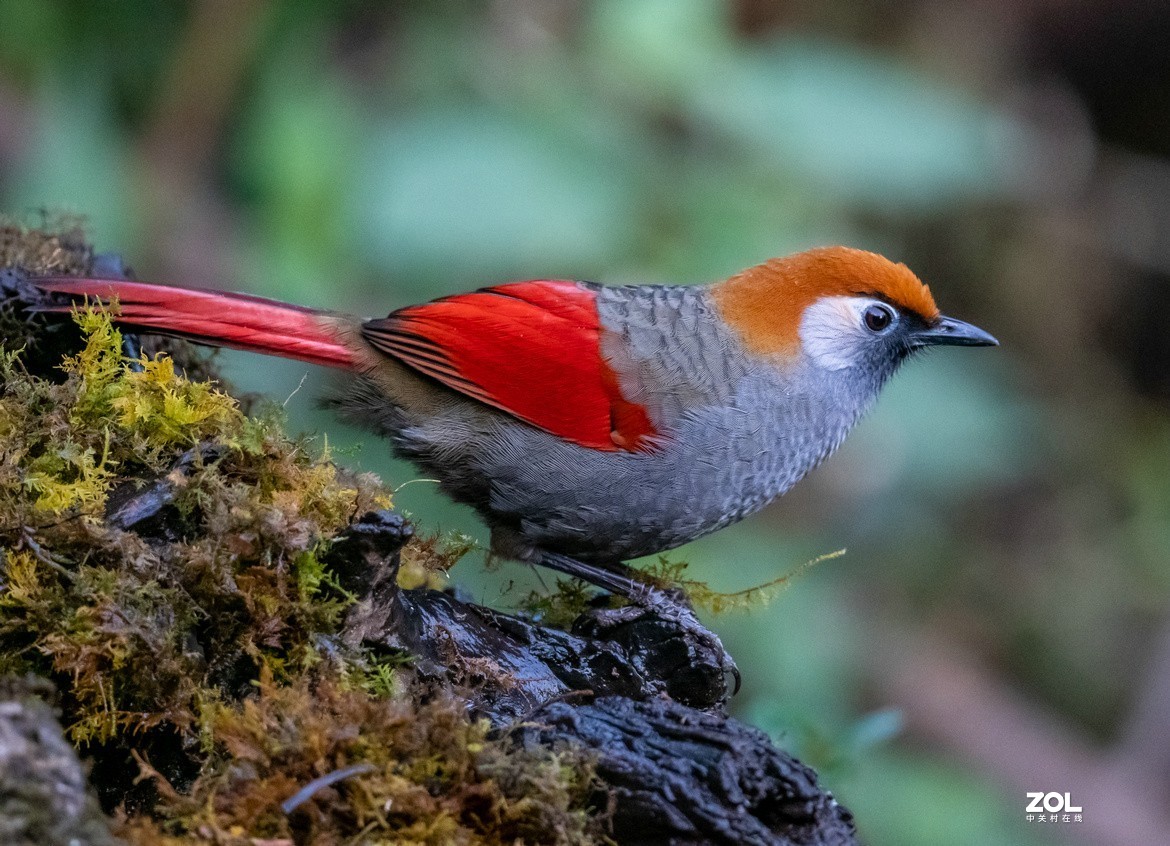 招人喜欢的《红尾噪鹛》