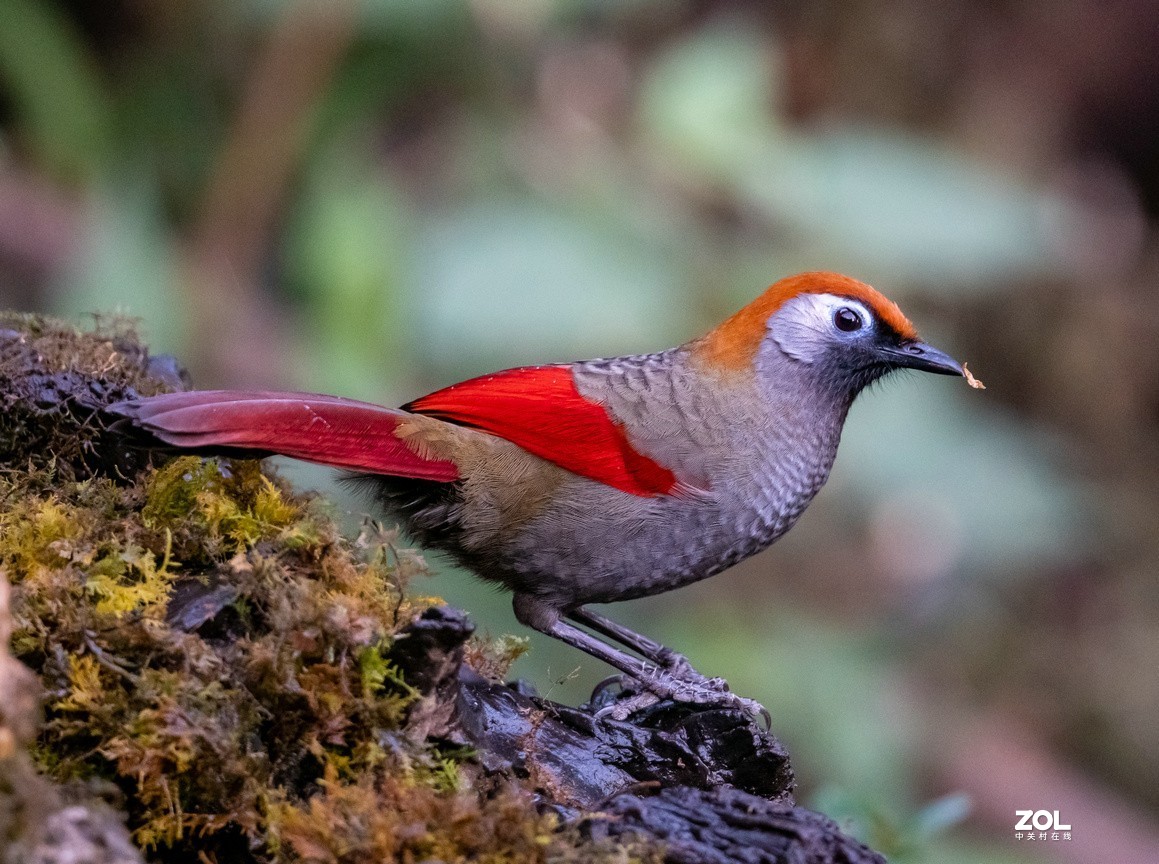 招人喜欢的《红尾噪鹛》