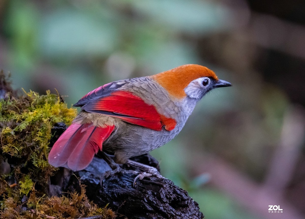 招人喜欢的《红尾噪鹛》