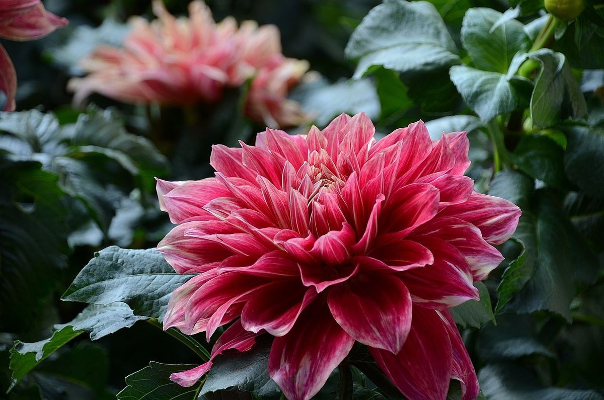 大 丽 花---祝朋友们国庆节快乐 ！