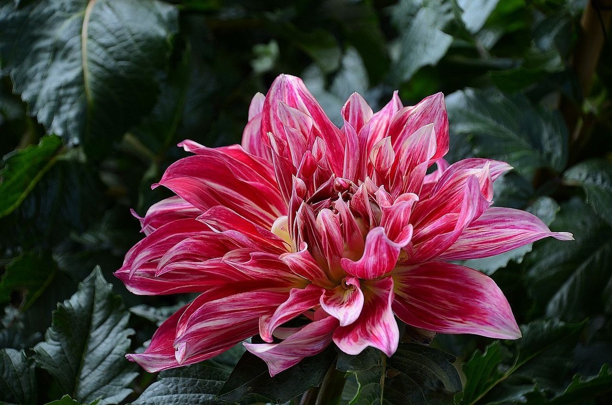 大 丽 花---祝朋友们国庆节快乐 ！